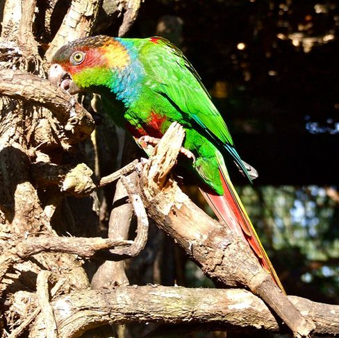  p>蓝喉锥尾鹦鹉(学名:pyrrhura cruentata)是典型的 a href="#">攀禽