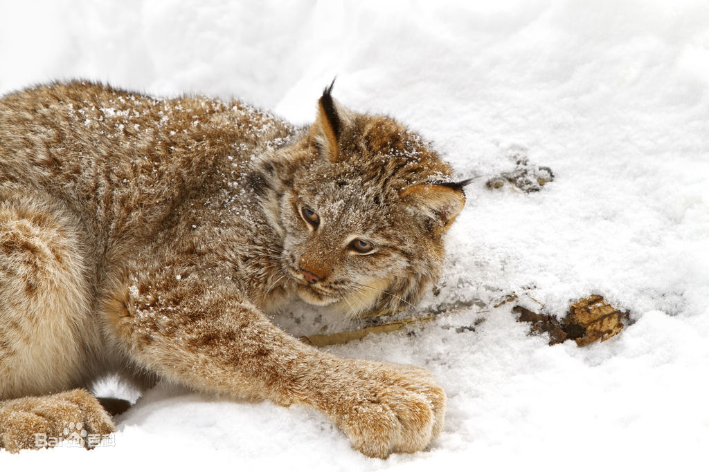  p>加拿大猞猁(学名: i>lynx canadensis /i>):共有3个 a href="#"