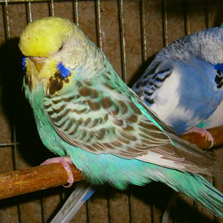 xanthops)是一种 a target="_blank" href="/item/小鹦鹉/3745287"