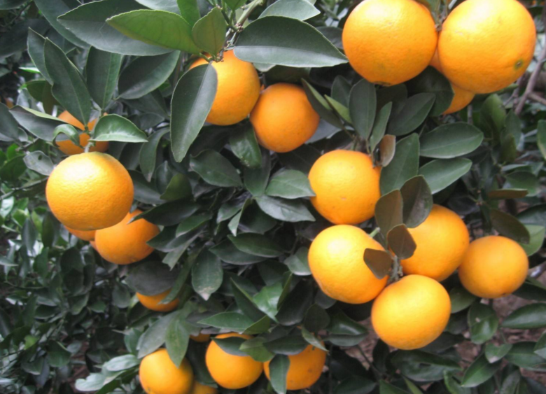  p>山橙属约有53种,分布于 a href="#" data-lemmaid="133681">亚洲 