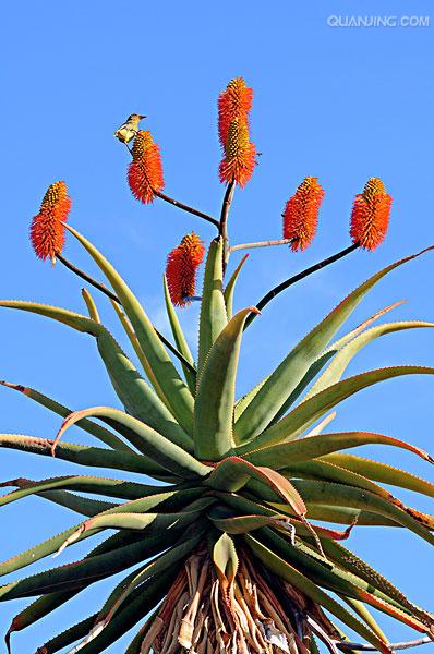  p>开普芦荟(学名: i>aloe ferox /i> mill.