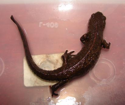  p>中国瘰螈(学名: i>paramesotriton chinensis /i>)是蝾螈科,瘰螈属