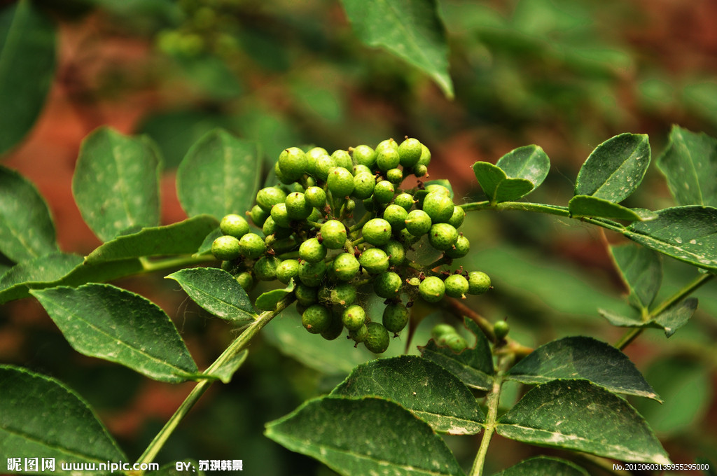 sichuan pepper