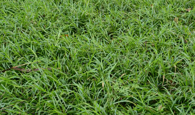  p data-id="gnx0feu2o1">钝叶草属(学名:st