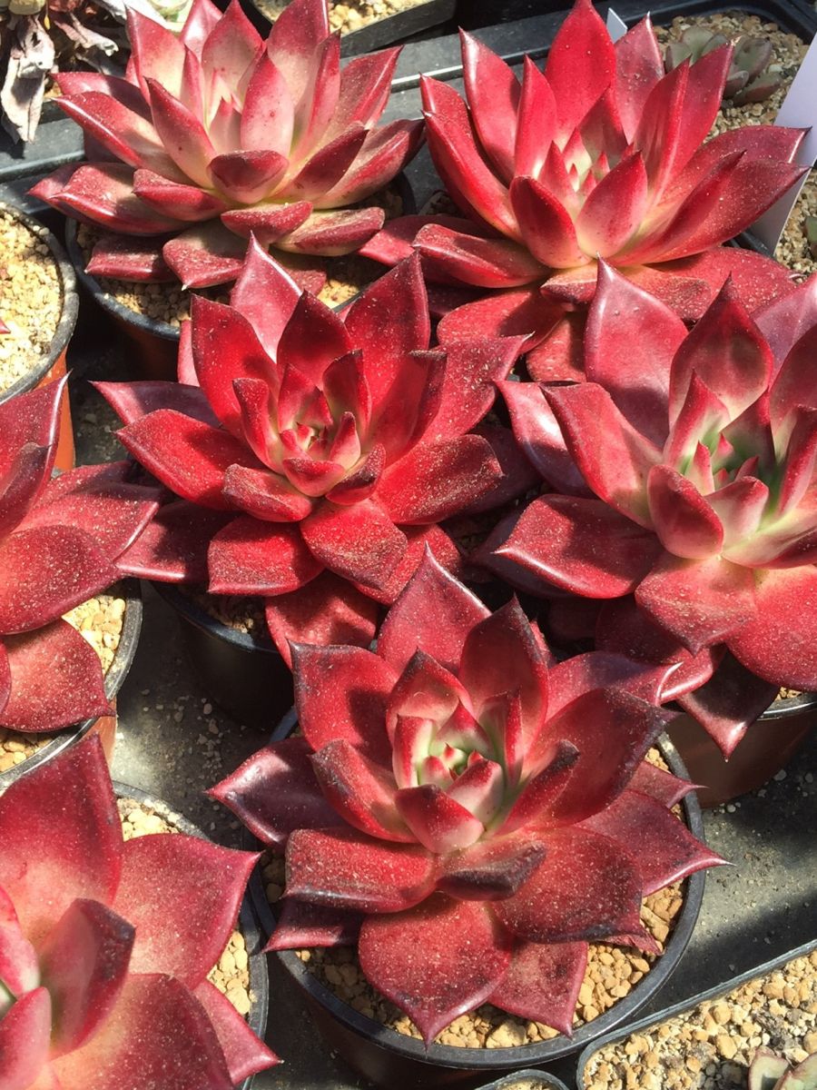  p data-id="tayulduseore">罗密欧,是景天科石莲花属的多肉植物.