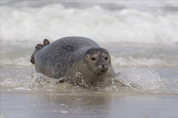 海豹