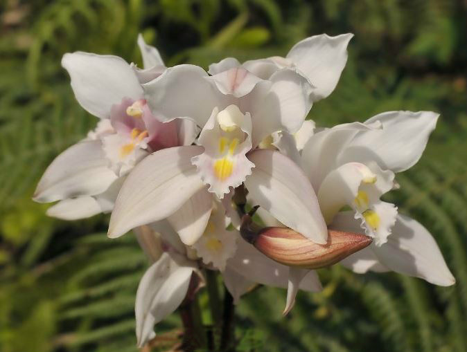 i> rolfe):地生或 a target="_blank" href="/item/附生植物/9883511"