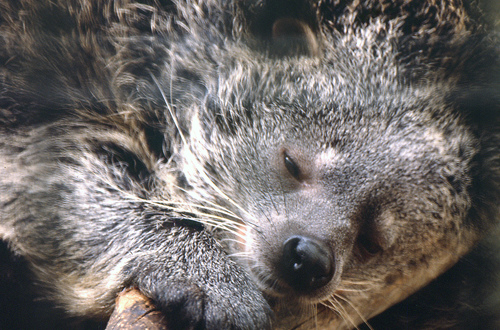arctictis binturong