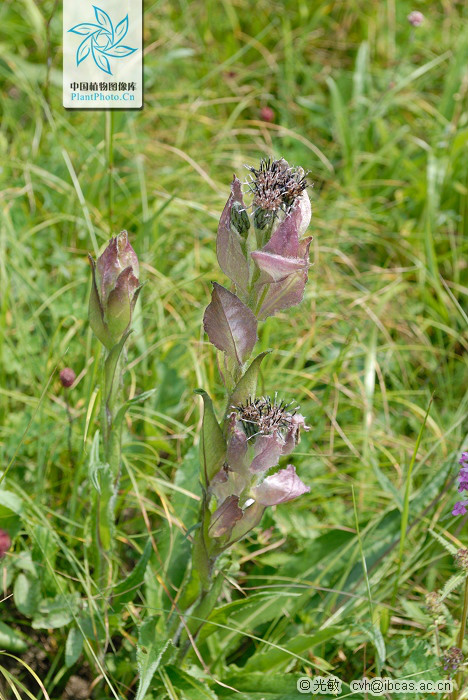  p>紫苞雪莲(学名:saussurea iodostegia hance)为 a href="#" data