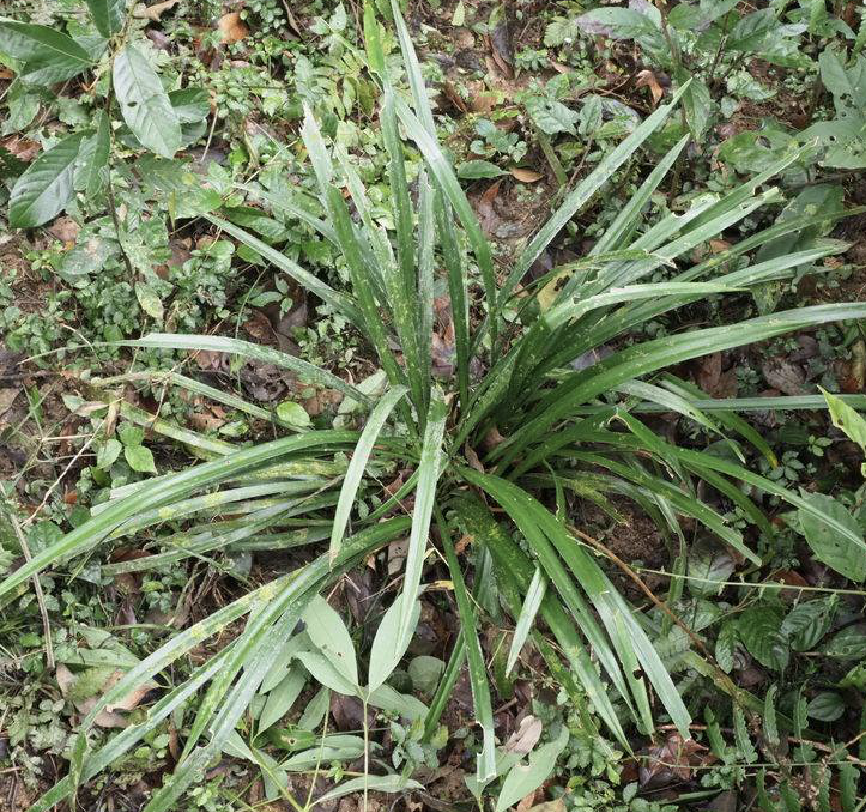 l.h.bailey)是百合科山麦冬属植物.