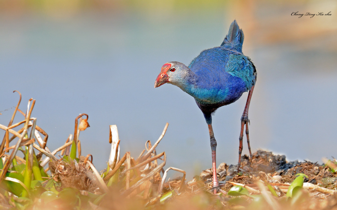  p>新不列颠紫水鸡(学名:porphyrio albus)是 a href="#" data-lemma