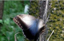  p> a target="_blank" href="/item/红翅闪蝶">红翅闪蝶 /a>, i>