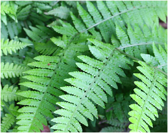 小叶山鸡尾巴草