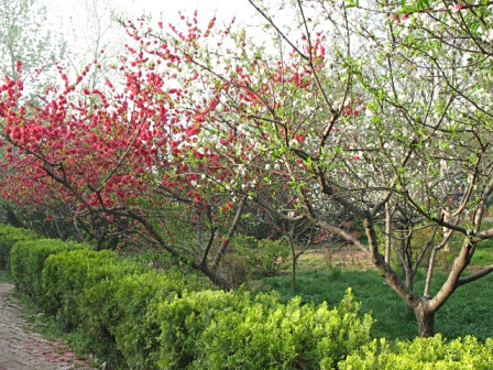 咸阳湖樱花