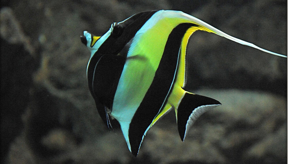  p>鲈形目(perciformes)镰鱼科(zanclidae)的热带岩礁鱼类,学名为