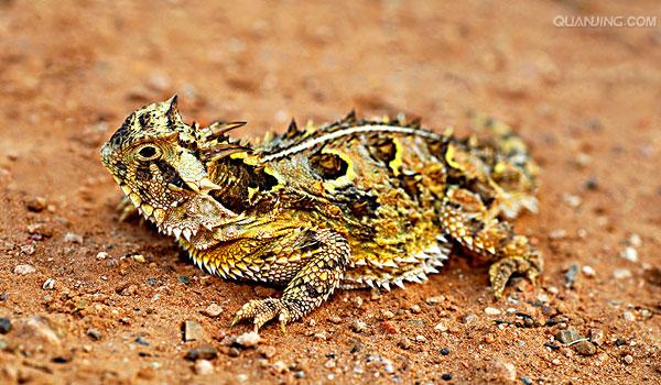 phrynosoma coronatum blainvile,别名冠状角蜥,英文名horned toad