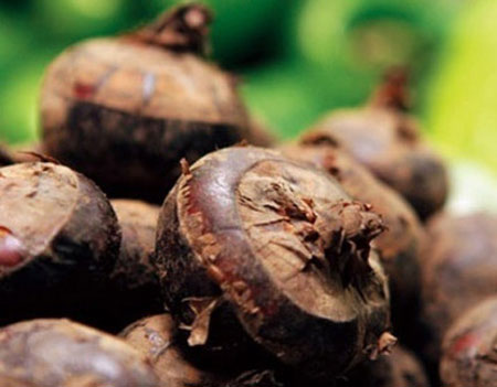 f.) trin.)是莎草科,荸荠属植物.