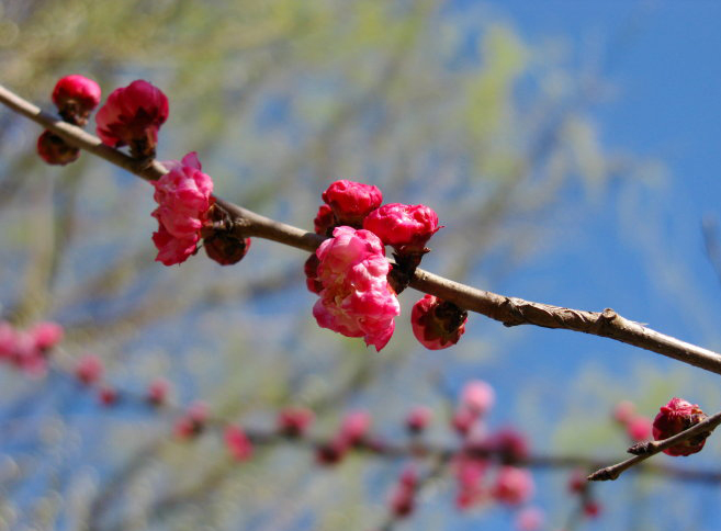  p>辽梅山杏(学名: i>armeniaca sibirica /i> var.