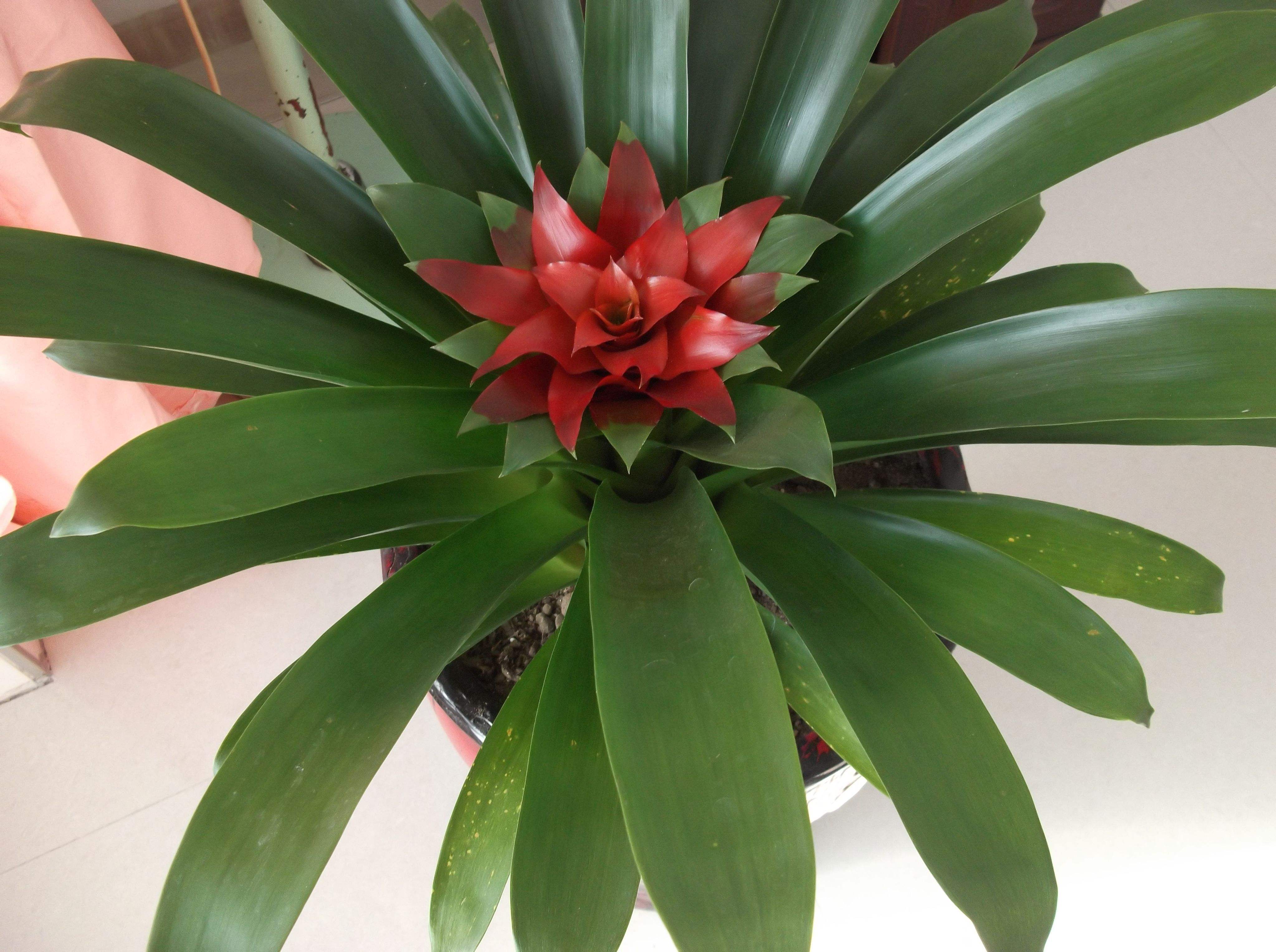 粉纱同心彩叶凤梨