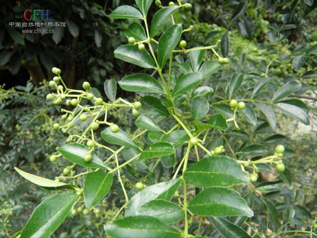 小叶椭圆形或椭圆状披针形,边缘有细锯齿,齿缝间有腺点,表面绿色,有细