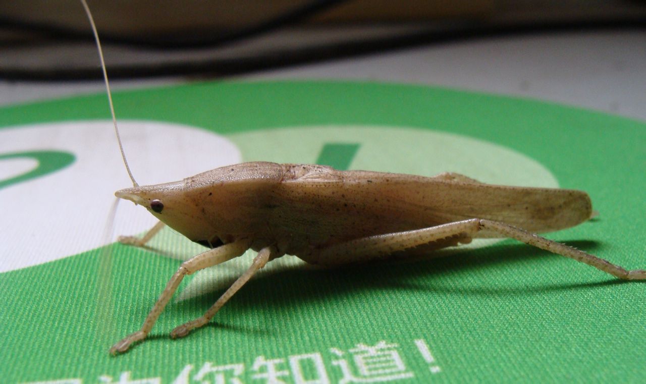  p>拟矛螽属螽的种类, a target="_blank" href