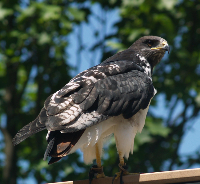 augur buzzard
