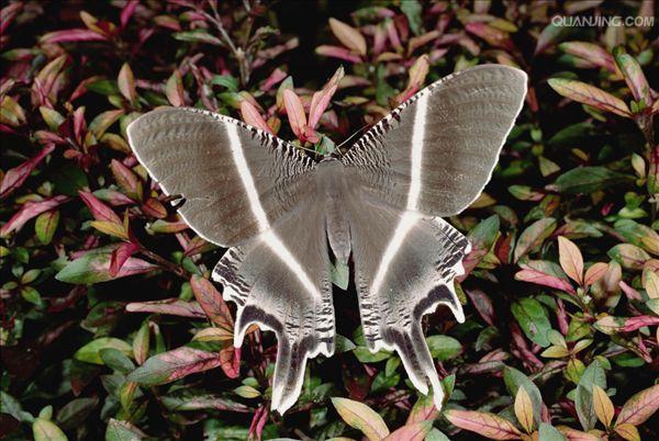  p>昆虫名,为鳞翅目, a href="#" data-lemmaid="248023">凤蛾科 /a>.