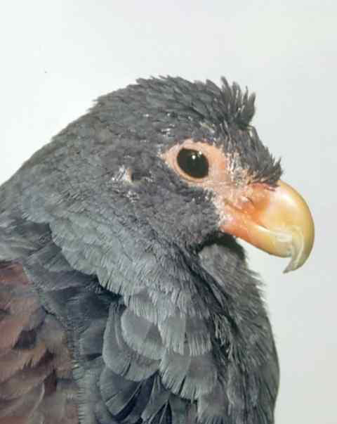  p>齿嘴鸠(学名:didunculus strigirostris)仅1属1种,下颌骨具两个"