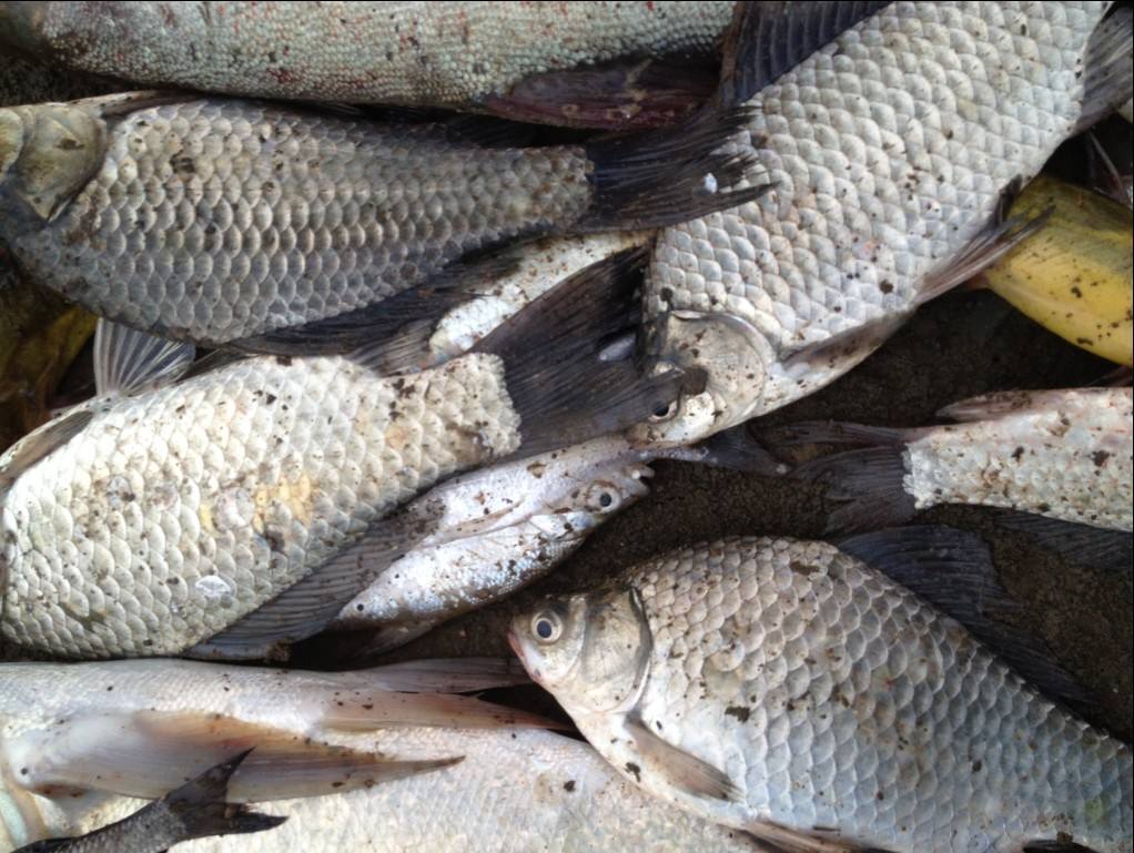 gcw">南湾鱼,产自 a target="_blank" href="/item/信阳市/13859302"