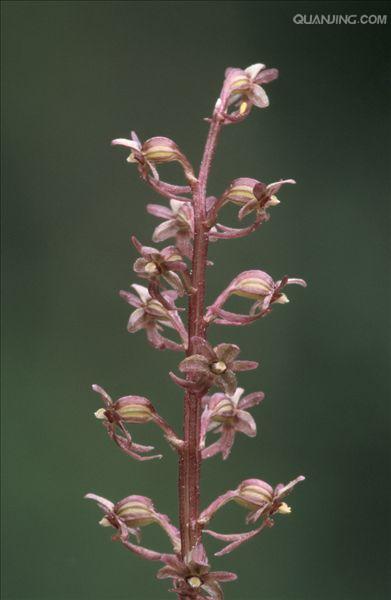  p>羊耳蒜,中药名.为兰科植物羊耳蒜 i>liparis japonica /i> (miq.