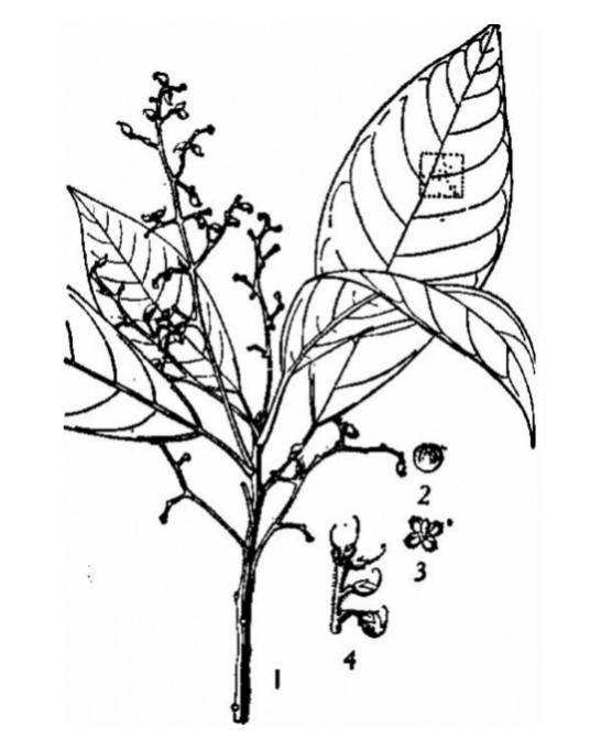 全缘火麻树_百度百科