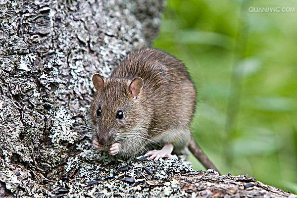  p>褐家鼠(学名 i>: /i> i>rattus norvegicus /i>),也称为褐鼠,大家