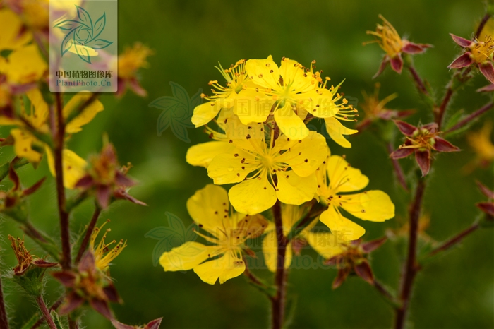  p>马蹄黄( i>spenceria ramalana /i>)是蔷薇科马蹄黄属的多年生 a