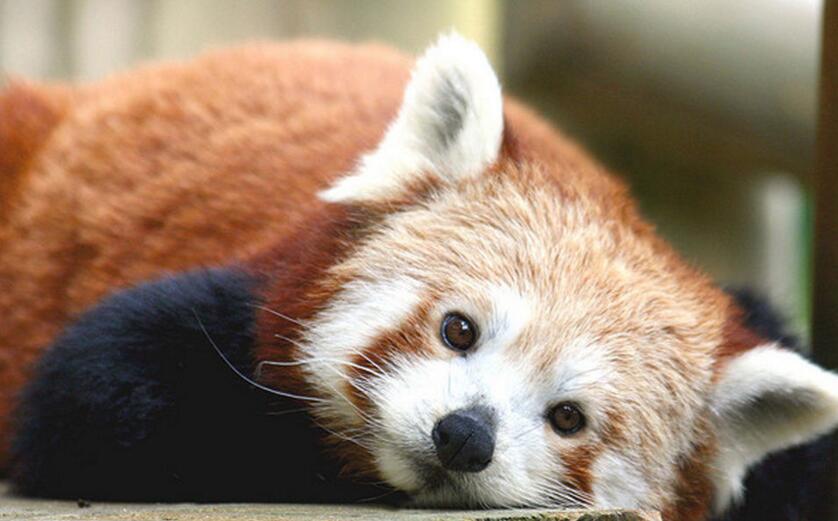 小熊猫指名亚种