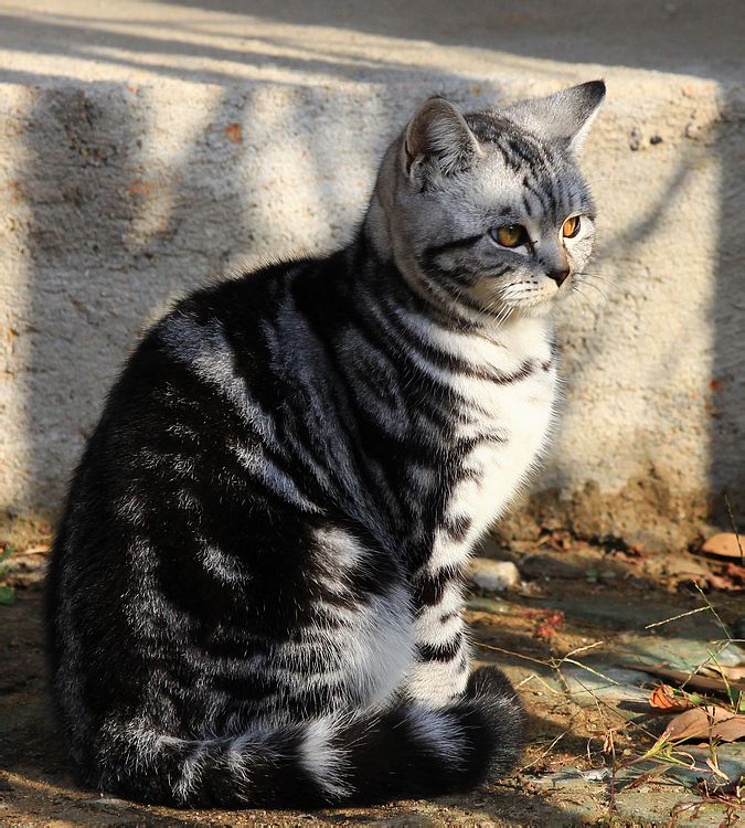  p>美国银虎 a>斑猫 /a>是一种贵族猫,为银,黑为主体颜色.