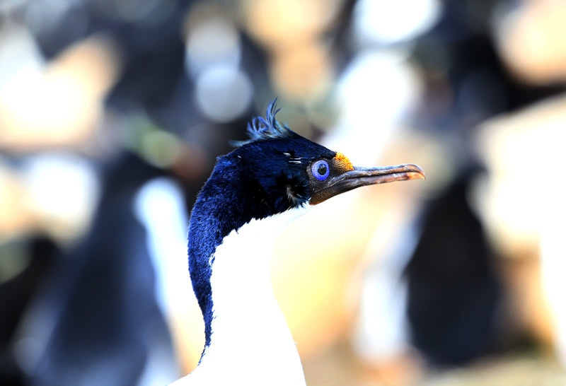 phalacrocorax atriceps