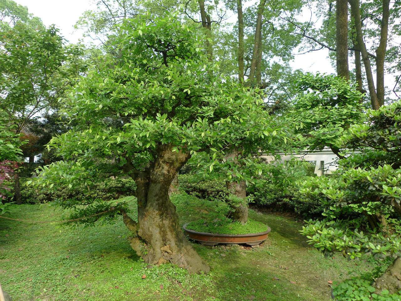 ulmus gaussenii cheng