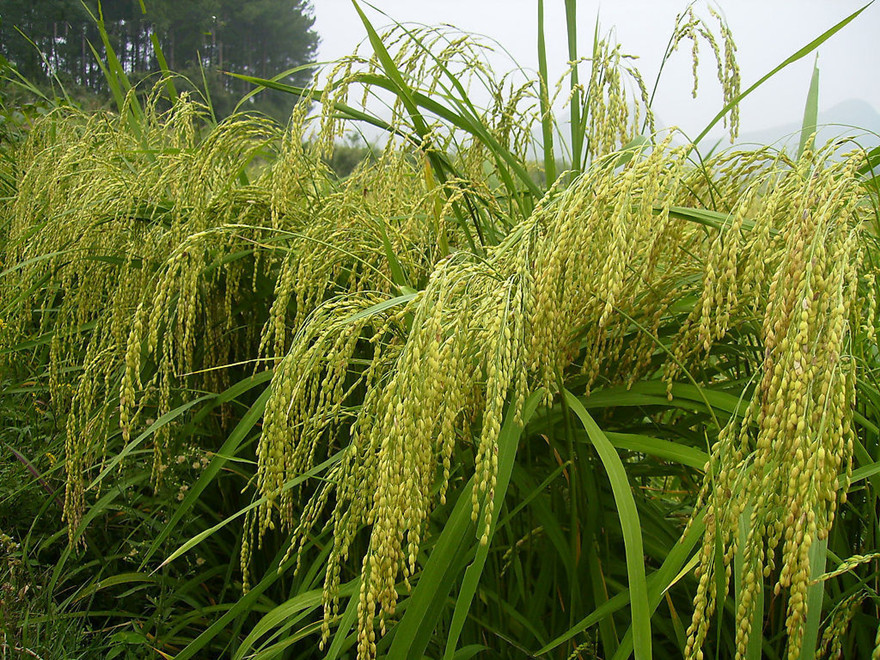 semnostachya menglaensis