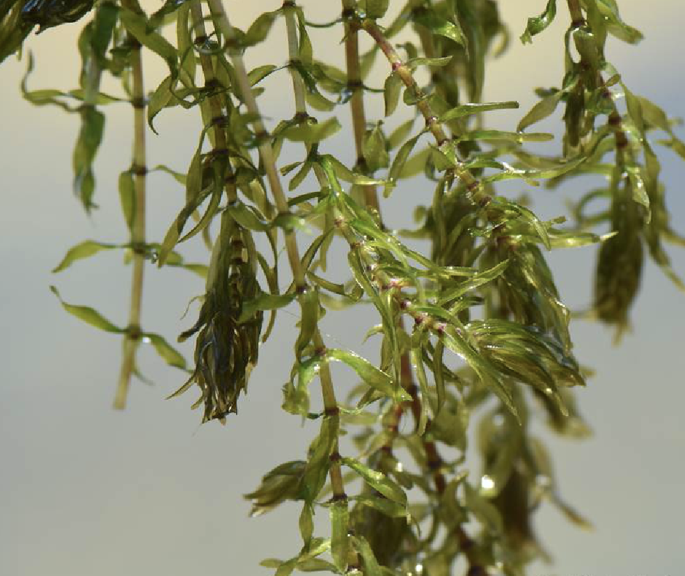 f.) royle)是水鳖科黑藻属植物.