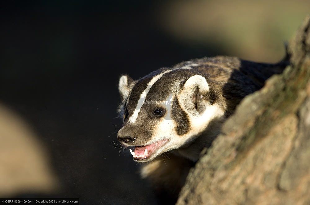  p>鼬科又名 a href="#">貂科 /a>,拥有 a href="#">犬型类 /a>超过半