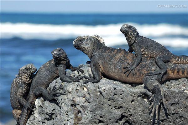 fernandina marine iguana