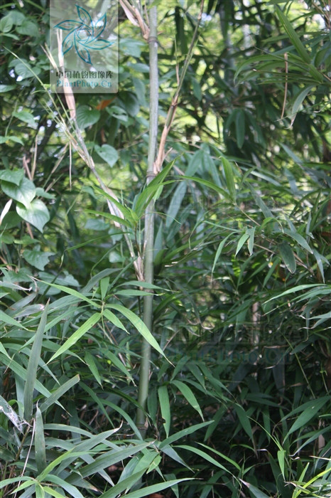  p> b>面竿竹 /b>(学名: b> i>pseudosasa orthotropa /i> /b>)为禾本