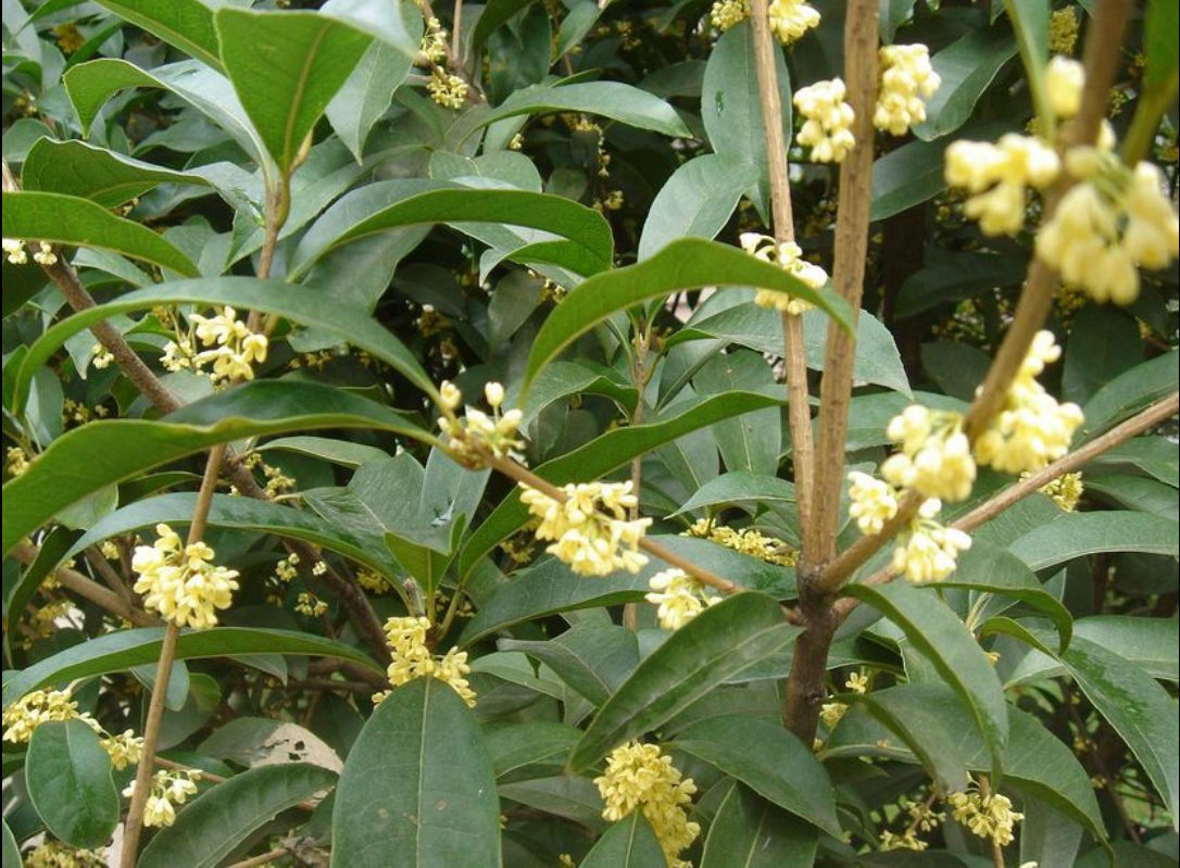  p>四季桂,叶子对生,多呈椭圆或长椭圆形,叶面光滑,革质,叶边缘有锯齿