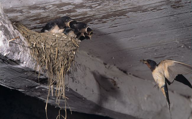  p>家燕(学名: i>hirundo rustica /i>):为燕科燕属的 a href="#"