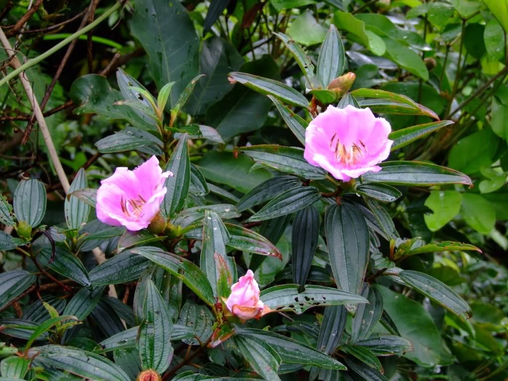 银毛野牡丹(变种)