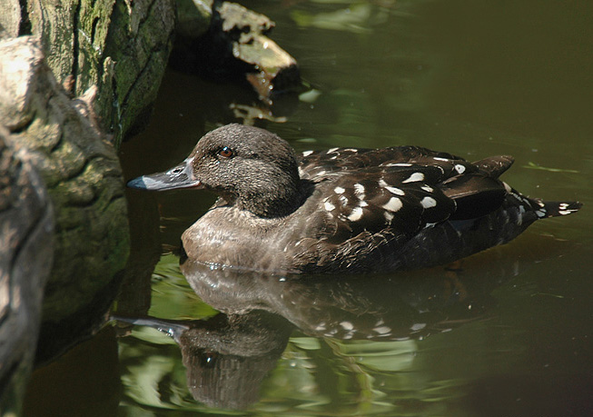  p>非洲黑鸭(学名:anas sparsa)属 a target="_blank" href="/item/鸭