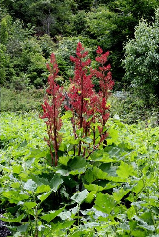  p>掌叶大黄( i>rheum palmatum /i> l.