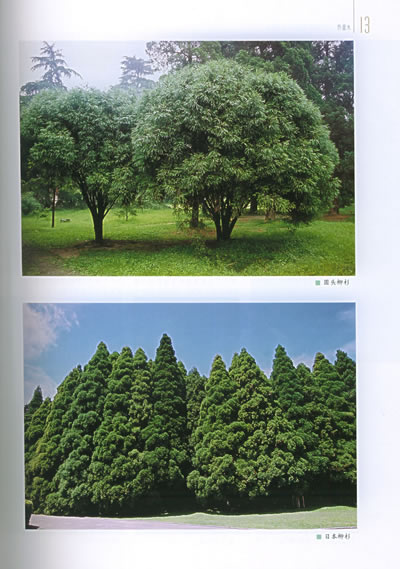 五彩柏(广东)