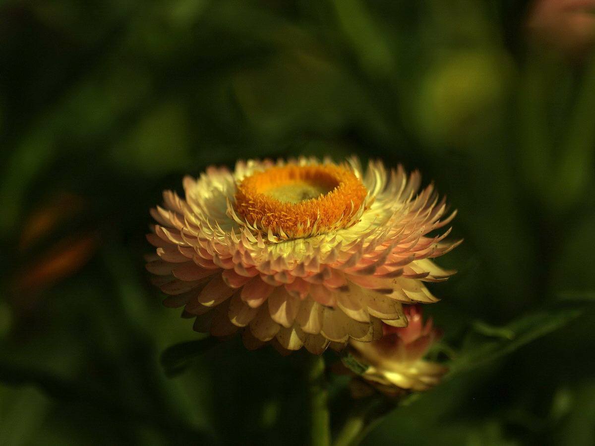 helichrysum bracteatum