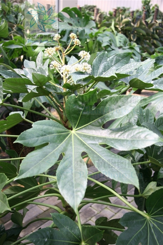 八角金盘图片(八角金盘的功效与作用禁忌)